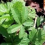 Potentilla norvegica Blad