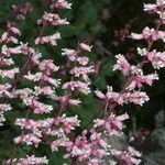 Heuchera caespitosa Habitatea