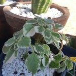 Coleus madagascariensis Leaf