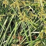 Cyperus alopecuroides Blomst