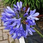 Agapanthus africanus Flower