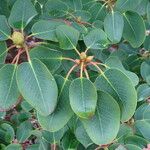 Rhododendron oreodoxa Leaf