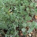 Artemisia frigida Blatt