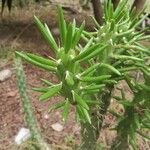 Austrocylindropuntia cylindrica Blad