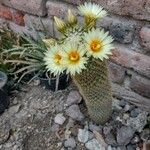 Coryphantha erecta Leaf