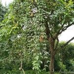 Mucuna urens Flor