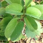 Ipomoea pes-caprae Feuille