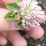 Trifolium hybridum花