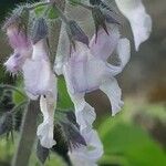Orthosiphon rubicundus Flower