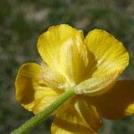 Ranunculus auricomus Flower