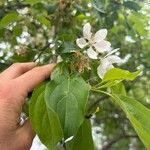 Malus spectabilisBloem