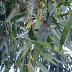 Salix × pendulina পাতা