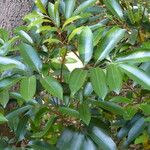 Cunonia capensis Hoja