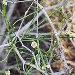 Calligonum polygonoides Bark