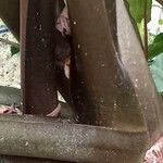 Alocasia macrorrhizos Schors