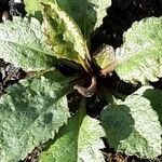 Verbascum phoeniceum Blad