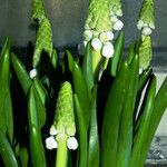 Muscari botryoides برگ