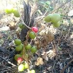 Dioscorea communis Fruit