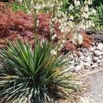 Yucca flaccida Blomma