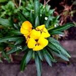 Erysimum × cheiri Flor