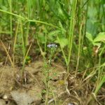 Veronica acinifolia Pokrój