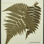 Cyathea surinamensis Лист
