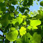 Corylus cornuta 葉