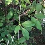 Chionanthus virginicus Leaf