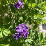 Duranta erectaFlower