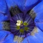 Gentiana acaulis Blüte