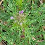 Verbena bipinnatifida Floro