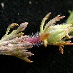 Limnophila sessiliflora موطن