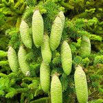 Picea abies Gyümölcs