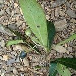 Psychotria roseotincta Hábito