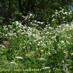 Ranunculus platanifolius Libunga