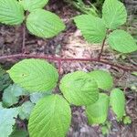 Rubus nigricans ᱥᱟᱠᱟᱢ