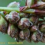 Carex ericetorum Fruitua