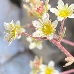 Saxifraga exarata Flower