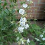 Silene latifoliaKvet