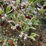 Osmanthus heterophyllus Flower