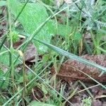 Poa bulbosa Likasa