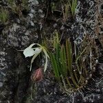 Brassavola nodosa Hábito