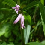 Polygonatum roseum