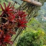 Tillandsia heliconioides Leaf