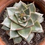 Echeveria purpusiorum Folha