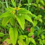 Lysimachia quadrifolia 花