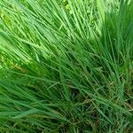 Elymus pungens Leaf