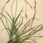 Carex sempervirens Habitus