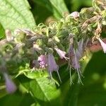 Elsholtzia stauntonii Flower