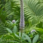 Veronicastrum sibiricum Õis